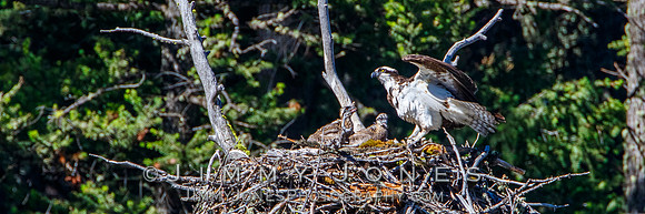 Osprey At Nest