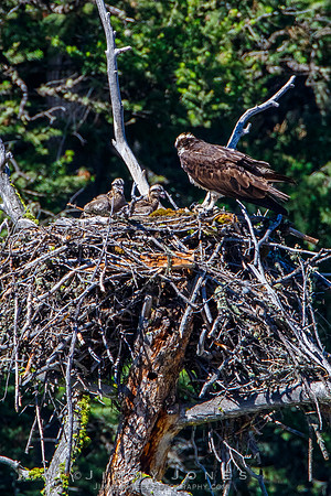 Osprey At Nest