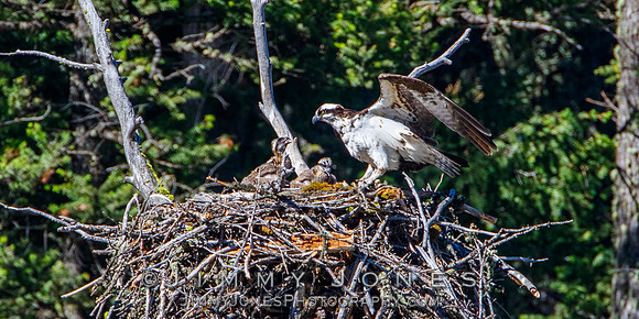 Osprey At Nest