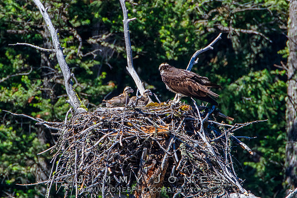 Osprey At Nest