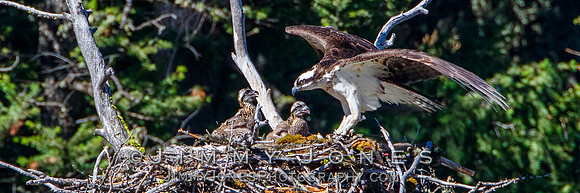 Osprey At Nest