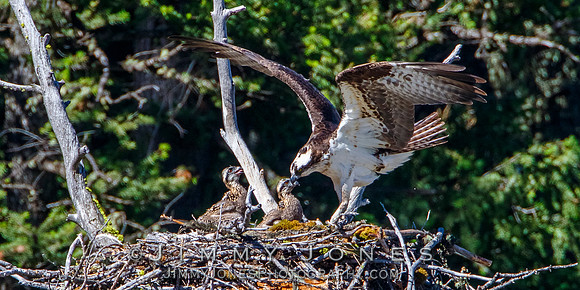 Osprey At Nest