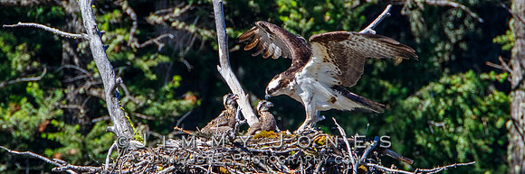 Osprey At Nest