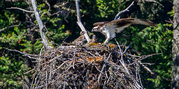Osprey At Nest