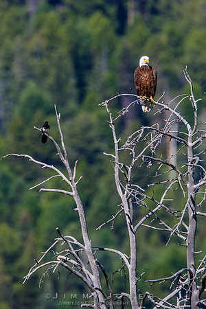 Bald Eagle