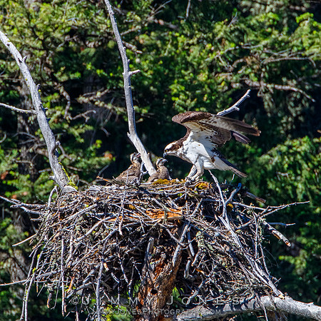 Osprey At Nest