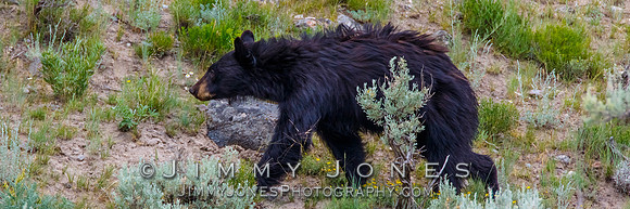 Black Bear