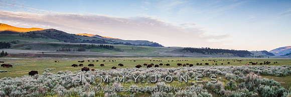 Bison Heard in Lamar Valley