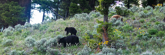 Black Bears