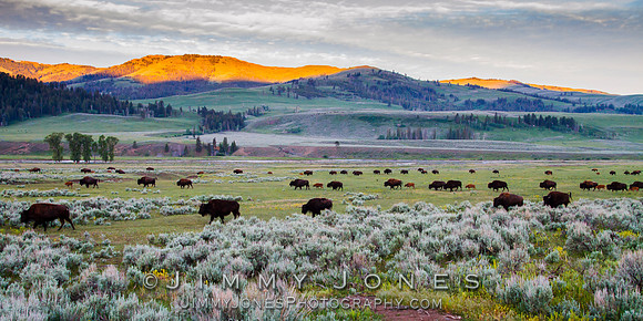 Bison Heard in Lamar Valley