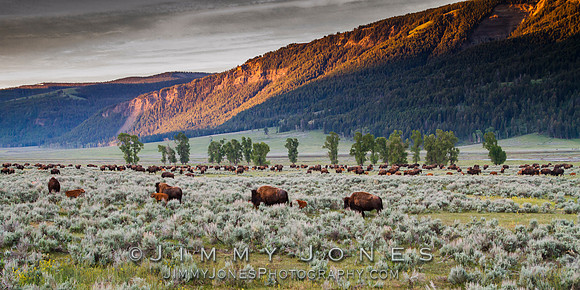 Bison Heard in Lamar Valley