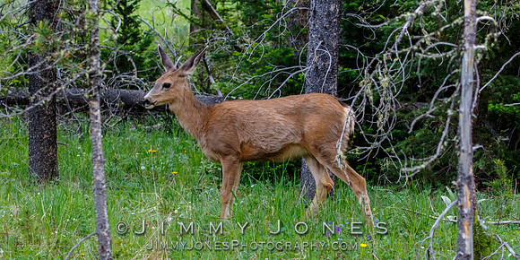 Mule Deer