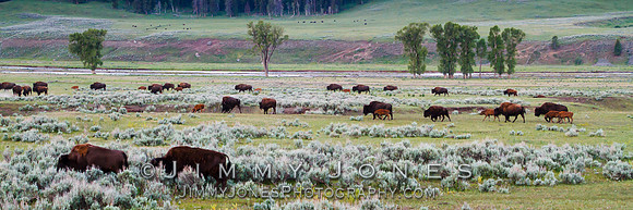 Bison Heard in Lamar Valley