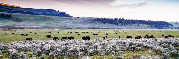 Bison Heard in Lamar Valley