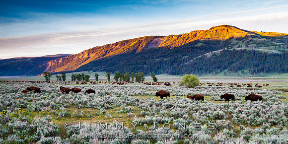 Bison Heard in Lamar Valley