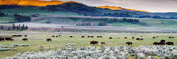 Bison Heard in Lamar Valley