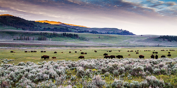 Bison Herd in Lamar Valley