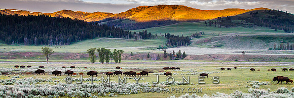 Bison Herd in Lamar Valley