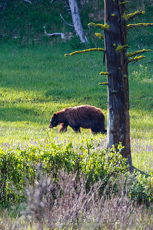 Cinnamon Black Bear