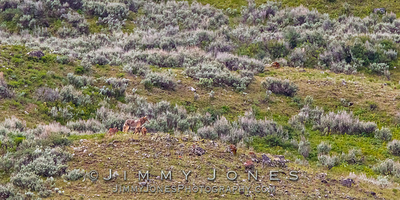 Coyotes at Den Sight on Dead Puppy Hill