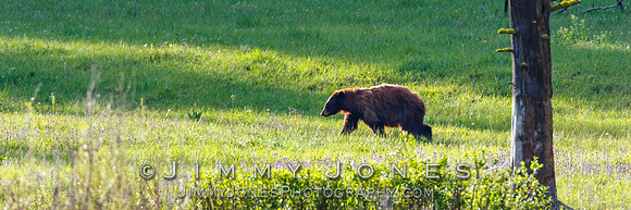 Cinnamon Black Bear