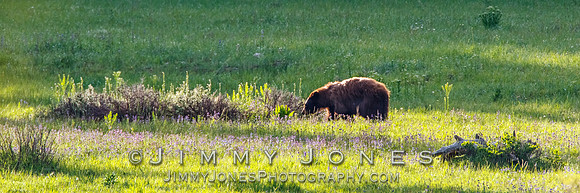Cinnamon Black Bear