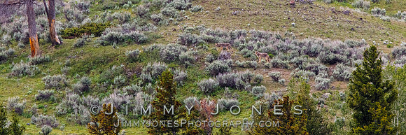 Coyotes at Den Sight on Dead Puppy Hill