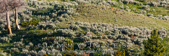 Coyotes at Den Sight on Dead Puppy Hill