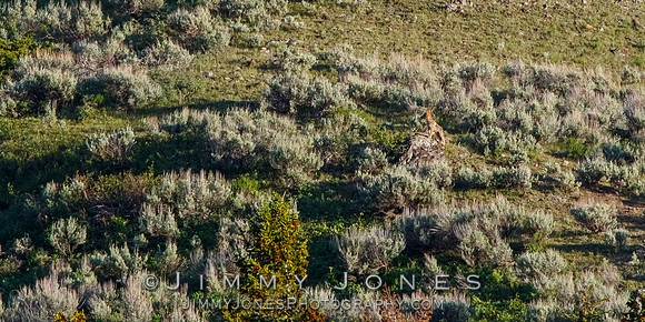 Coyote Pup at Den Sight on Dead Puppy Hill