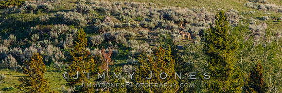 Coyotes at Den Sight on Dead Puppy Hill