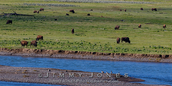 Bison River Crossing