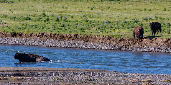 Bison River Crossing