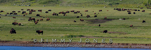 Bison Herd in Lamar Valley