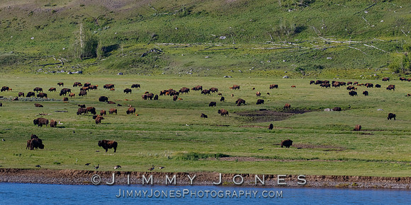 Bison Herd in Lamar Valley