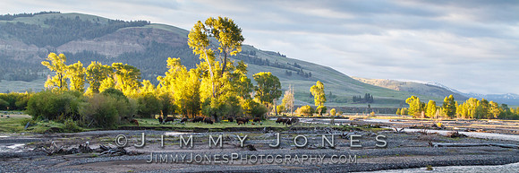 Bison Herd at Confluence