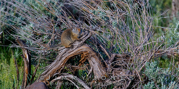 Ground Squirrel