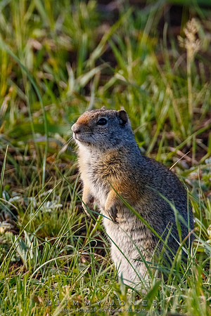 Ground Squirrel