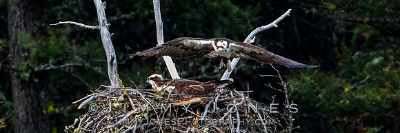 Osprey At Nest