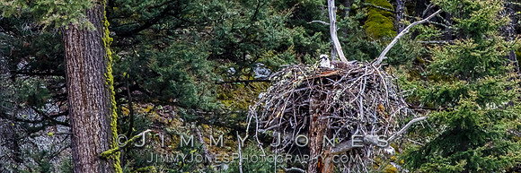 Osprey At Nest