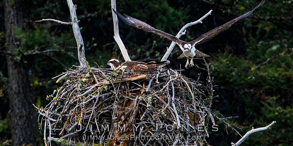 Osprey At Nest