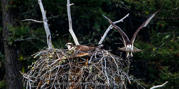 Osprey At Nest