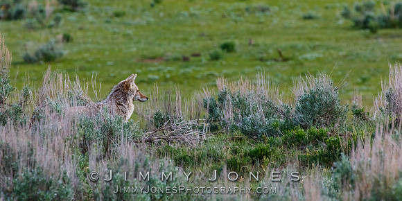 Coyote