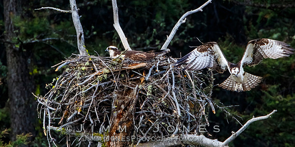 Osprey At Nest