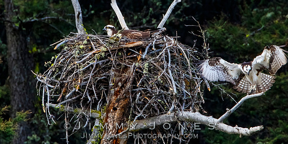Osprey At Nest