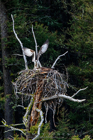Osprey At Nest