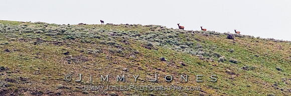 Elk Chasing Two Junction Butte Pack Wolves