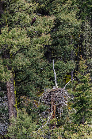 Osprey At Nest