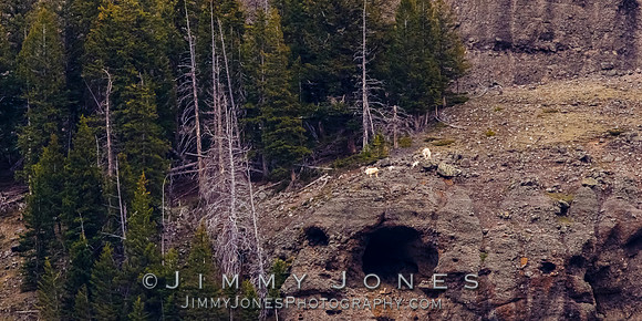 Mountain Goats With Kids