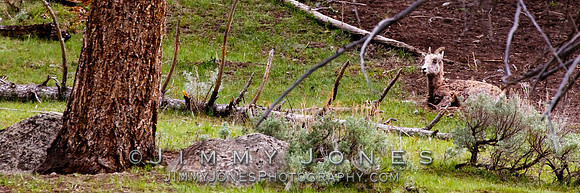 Big Horn Sheep Ewes