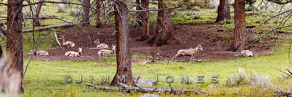 Big Horn Sheep Ewes